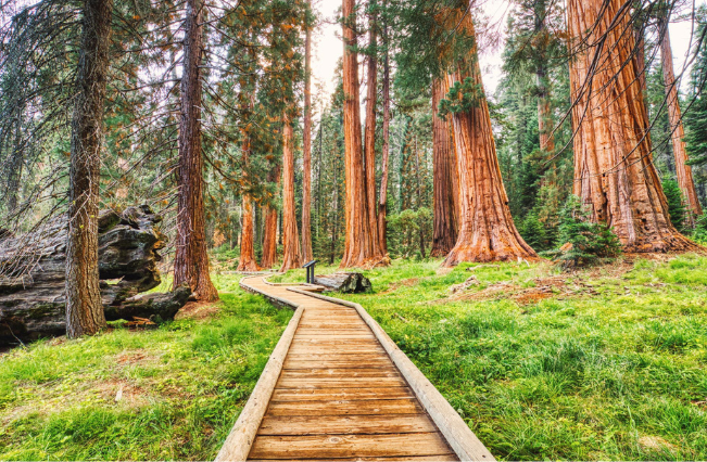Big Basin Redwoods State Park
